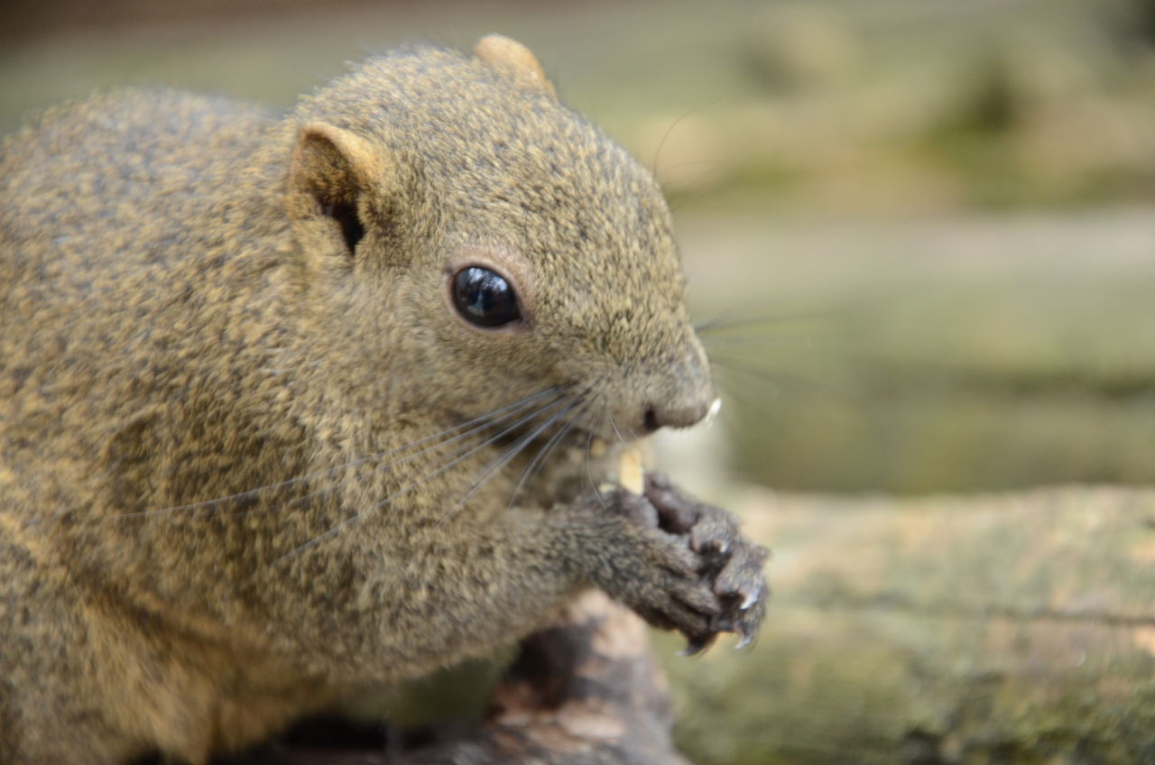 タイワンリスは冬眠しないらしい 税理士法人エム アンド アイの社員によるブログ