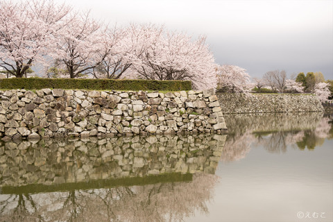 桜3
