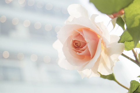 rose
