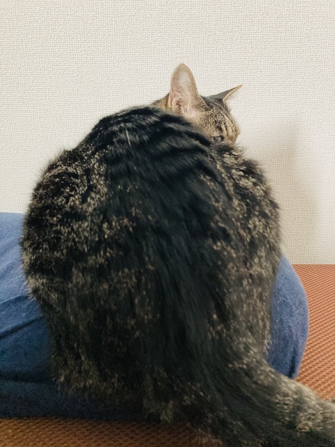FullSizeRender