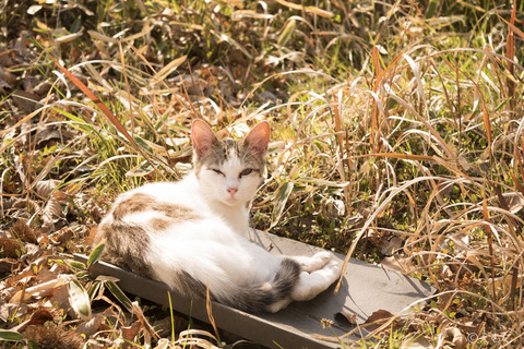 瓦の上で暖をとる猫