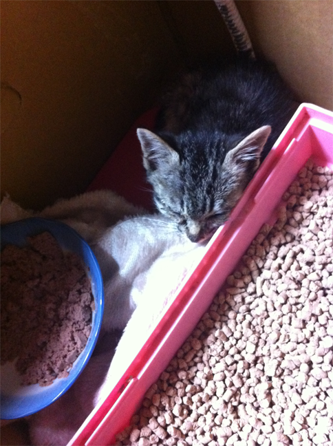 ろぐ１８９】キジ子との出会い、その後 : 元彼が消滅したヲタ彼女でぃ 