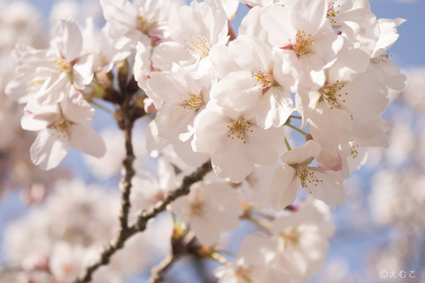 桜1