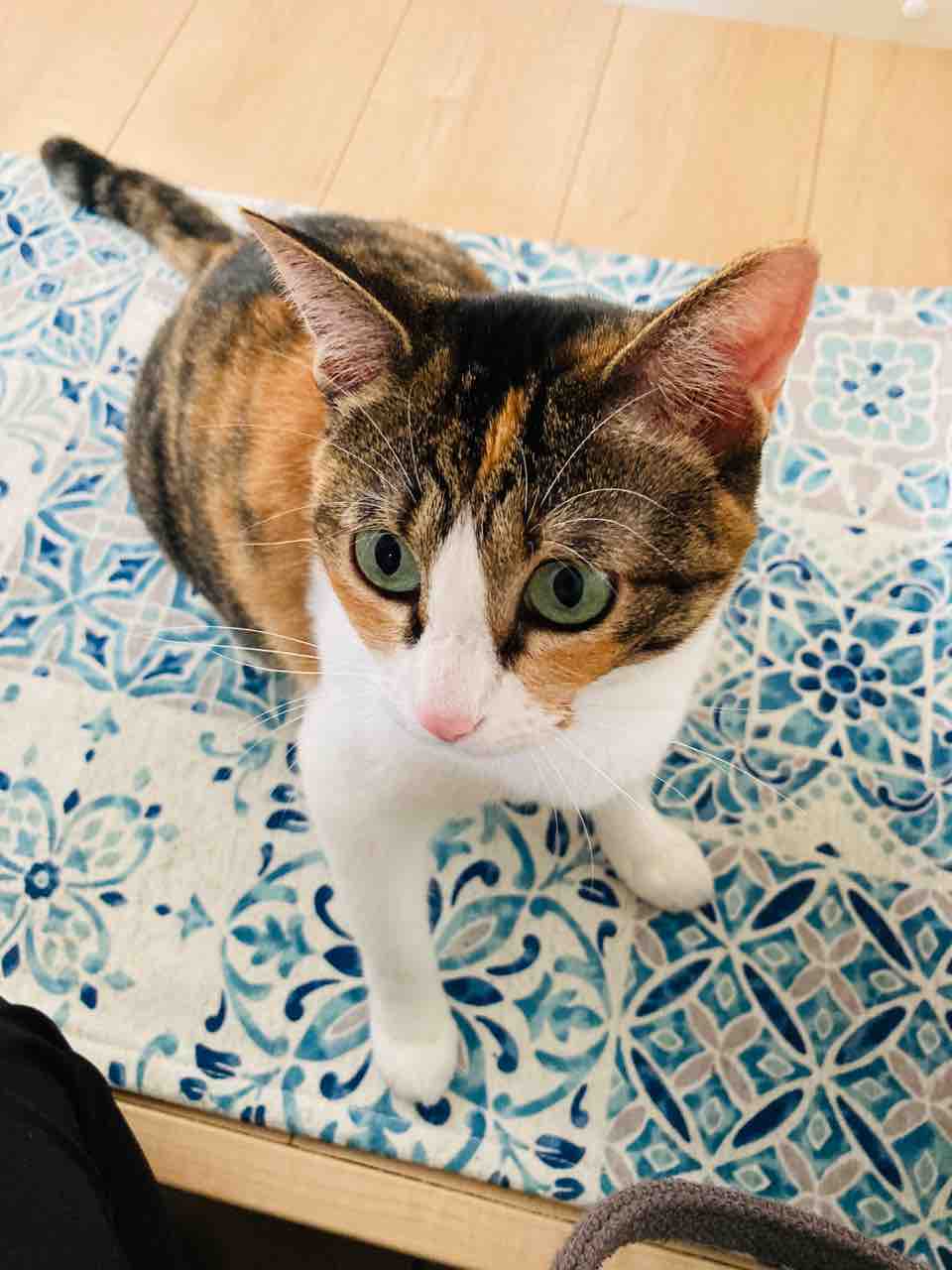 猫もしもべもダイエットの秋 猫とお部屋と節約ゴハン Powered By ライブドアブログ