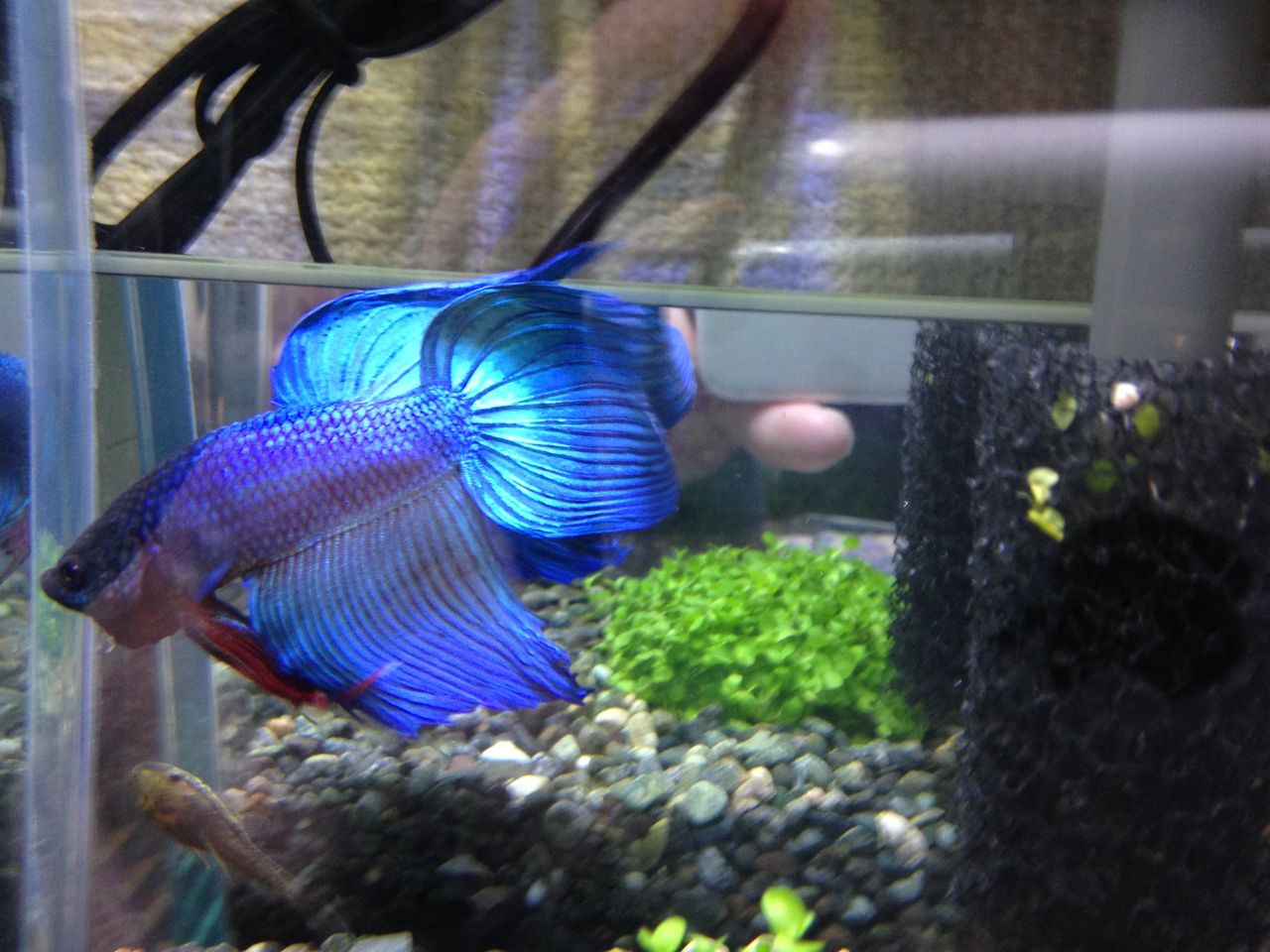 ベタさんお迎え Snow Show