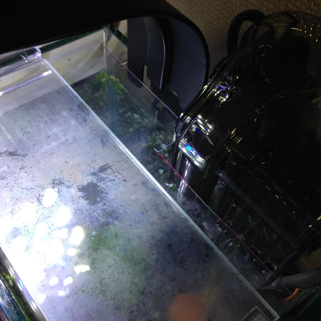 ベタさんお迎え Snow Show