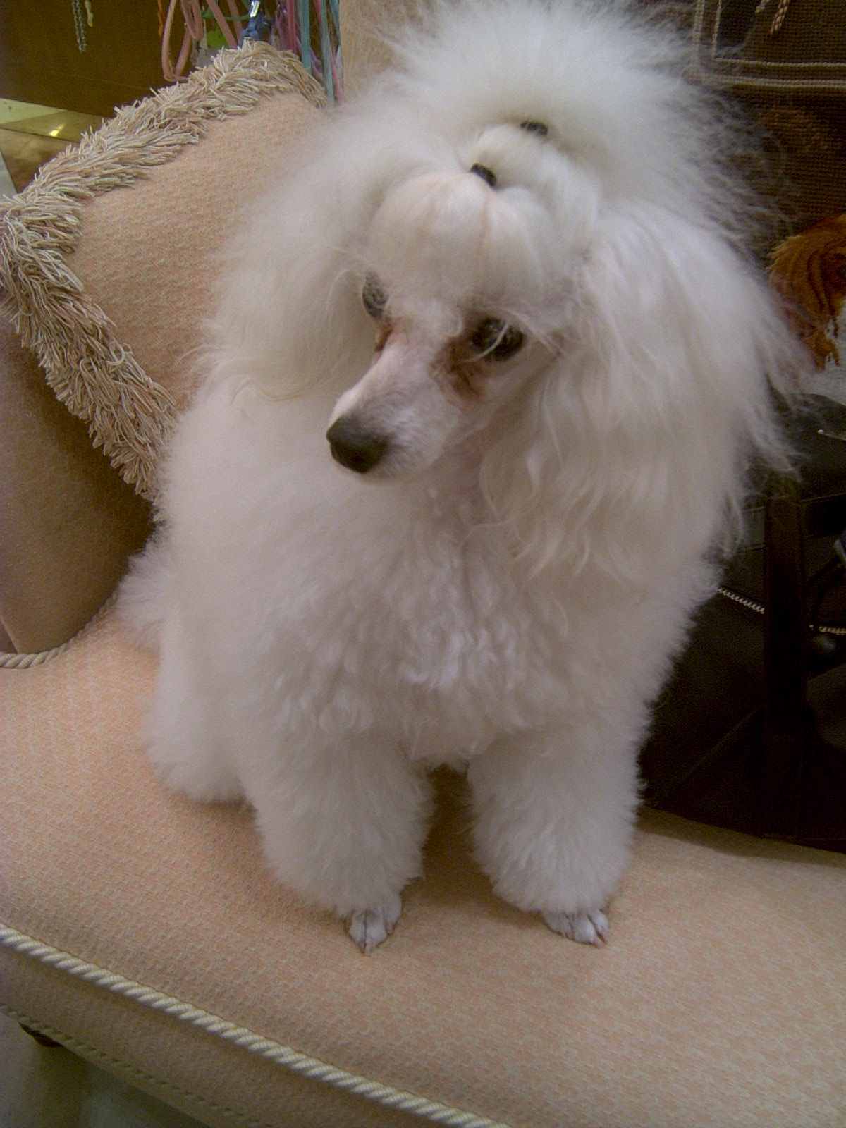 白いプードル 動物看護士 りえの愛 夢 幸せ日記