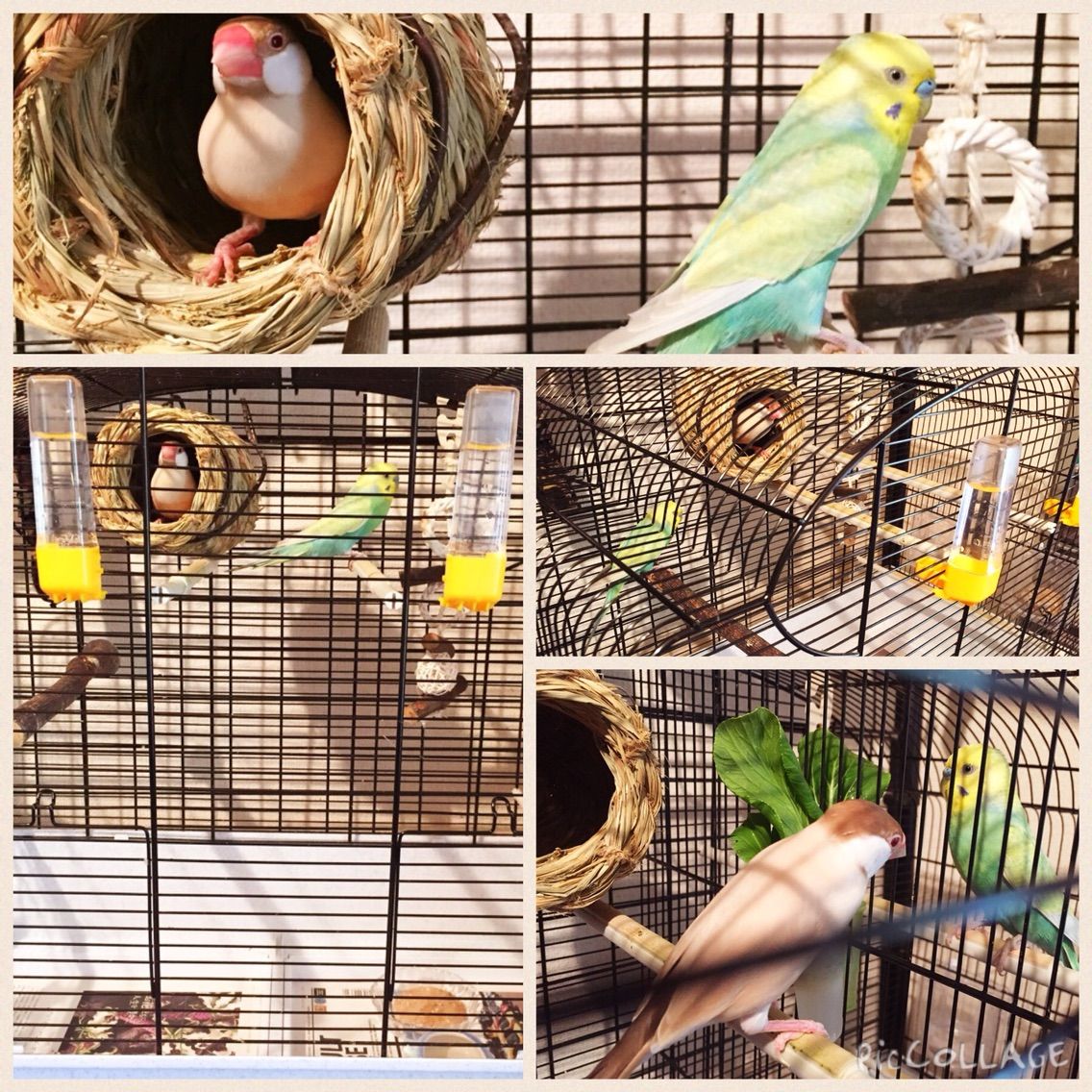 シナモン文鳥とセキセイインコのシェアハウス エンのブログ