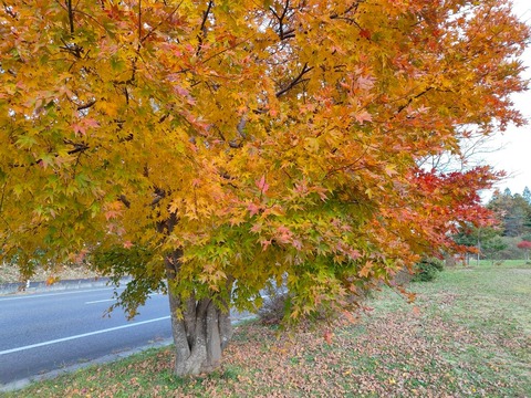 LINE_ALBUM_2024年11月帰郷_241111_3