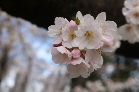 20220327‗sakura_220328013