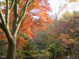 韓国民族村紅葉
