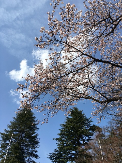花粉症