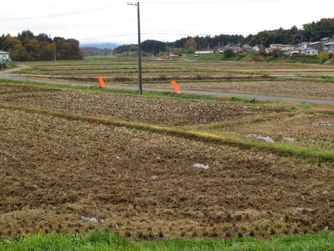 新米と娘と猫の気持ち