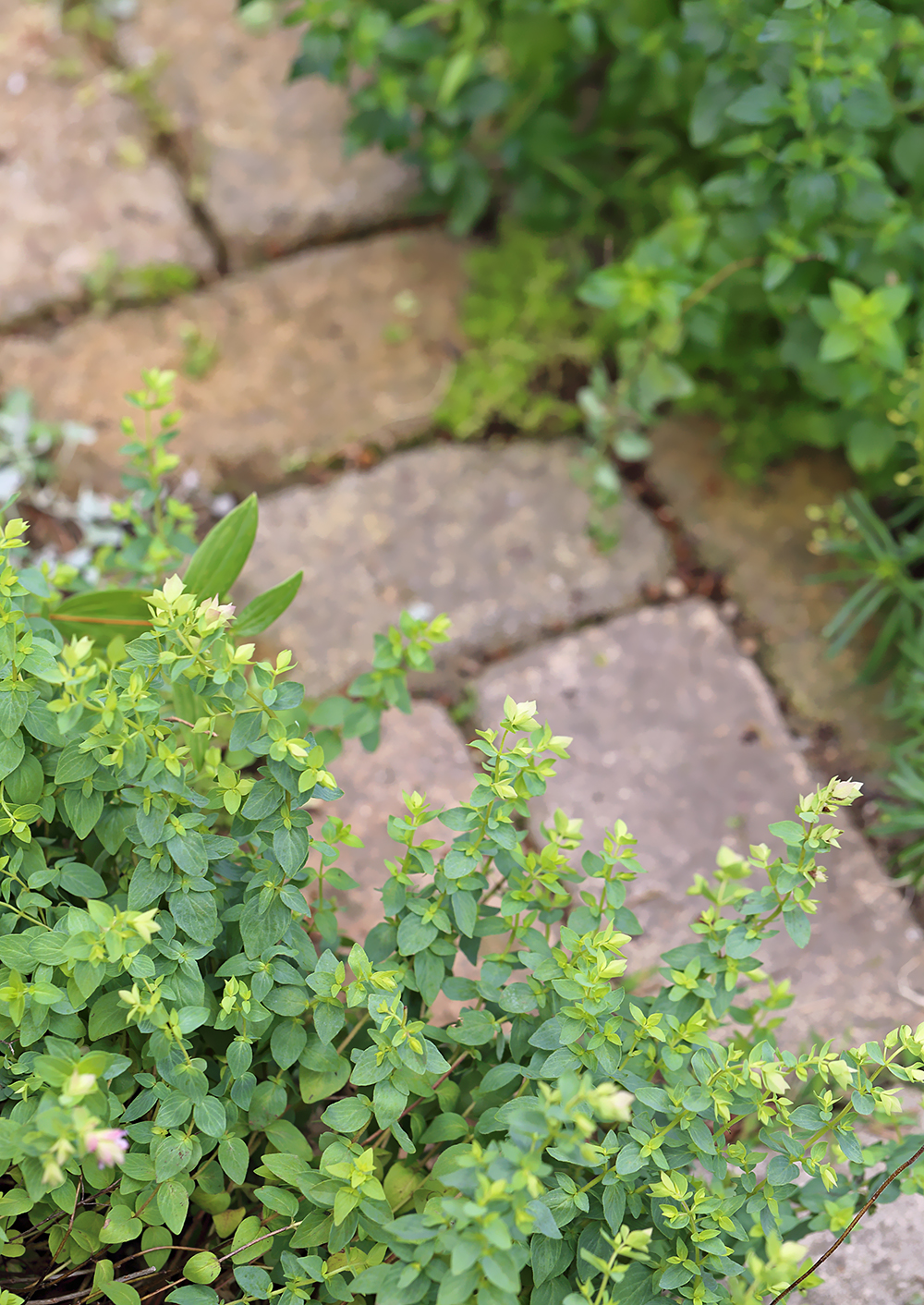 オレガノ　ディングルフェアリー　カラミンサ