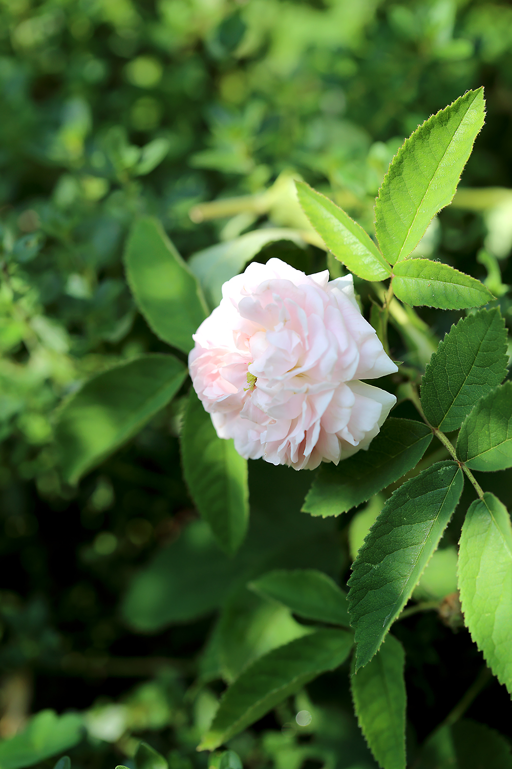 オールドローズ　ジュリエデクルドネ　ジュリエドゥクルドネ