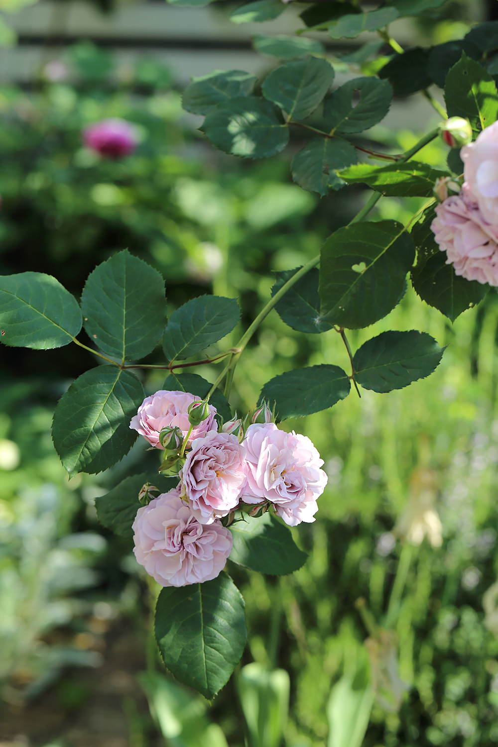 バラ　スノーペーブメント　2苗 シュネーコッペ (スノーペイブメント) – Schneekoppe | 姫野ばら園
