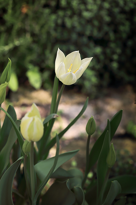 チューリップ　白