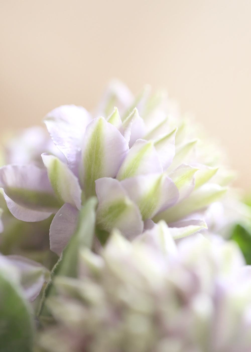 クレマチス ルリオコシ るりおこし パテンス系 八重咲