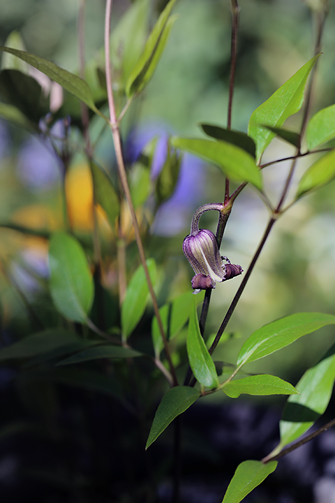 クレマチス　竹間園芸　ヴィオルナ系　紫の上