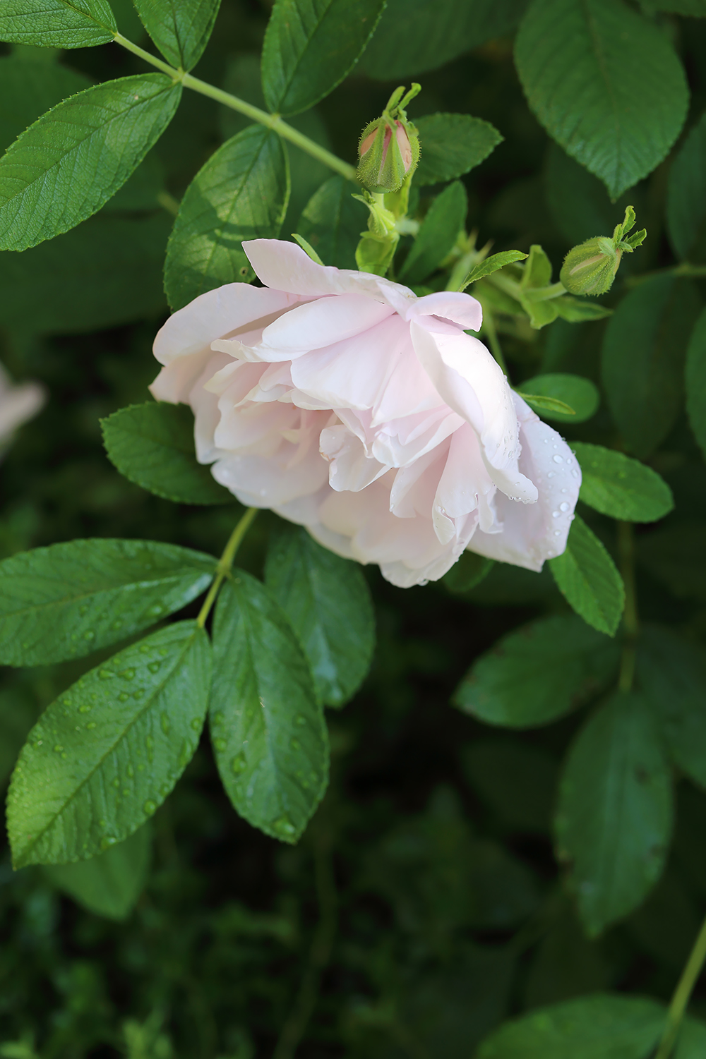 おうちの薔薇② ☆ 香りのバラたち // 薄紙のような花弁と芳香「スノー