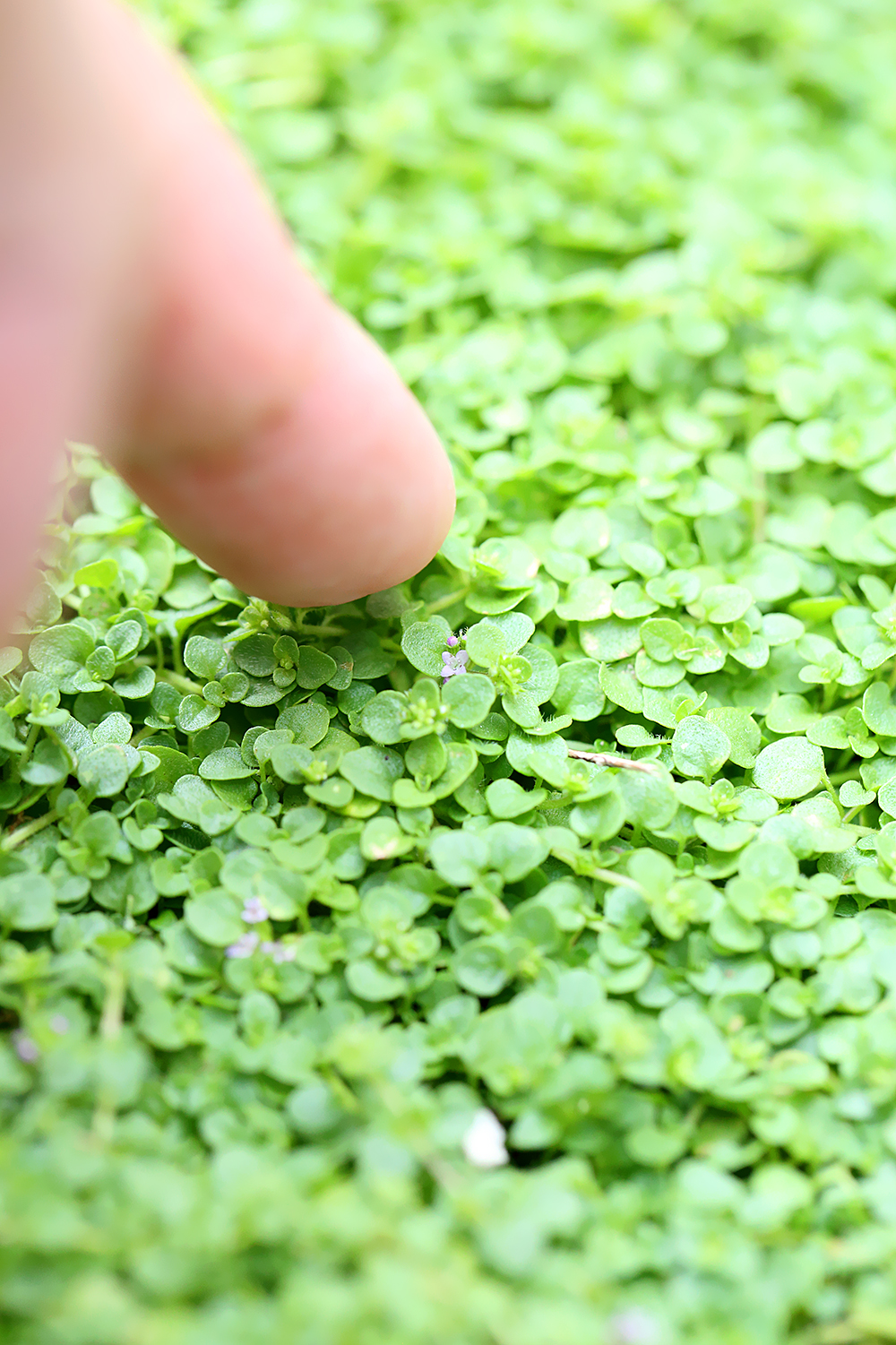 コルシカミント　地下茎　紫　花