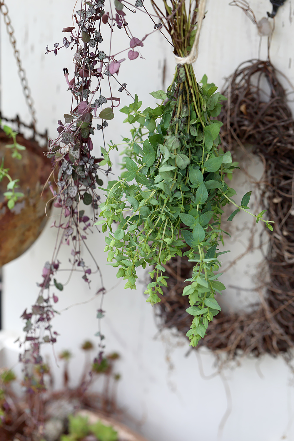 オレガノ　ディングルフェアリー　ハートカズラ　ブロカント　ドライ