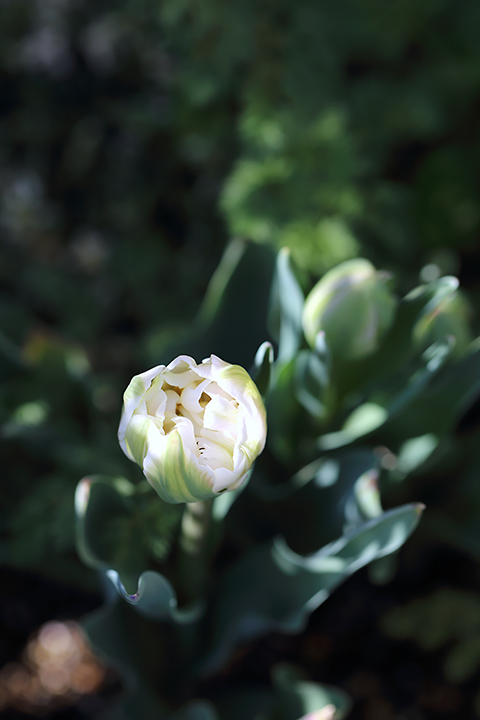チューリップ　アンジェリケ　ガーデニング