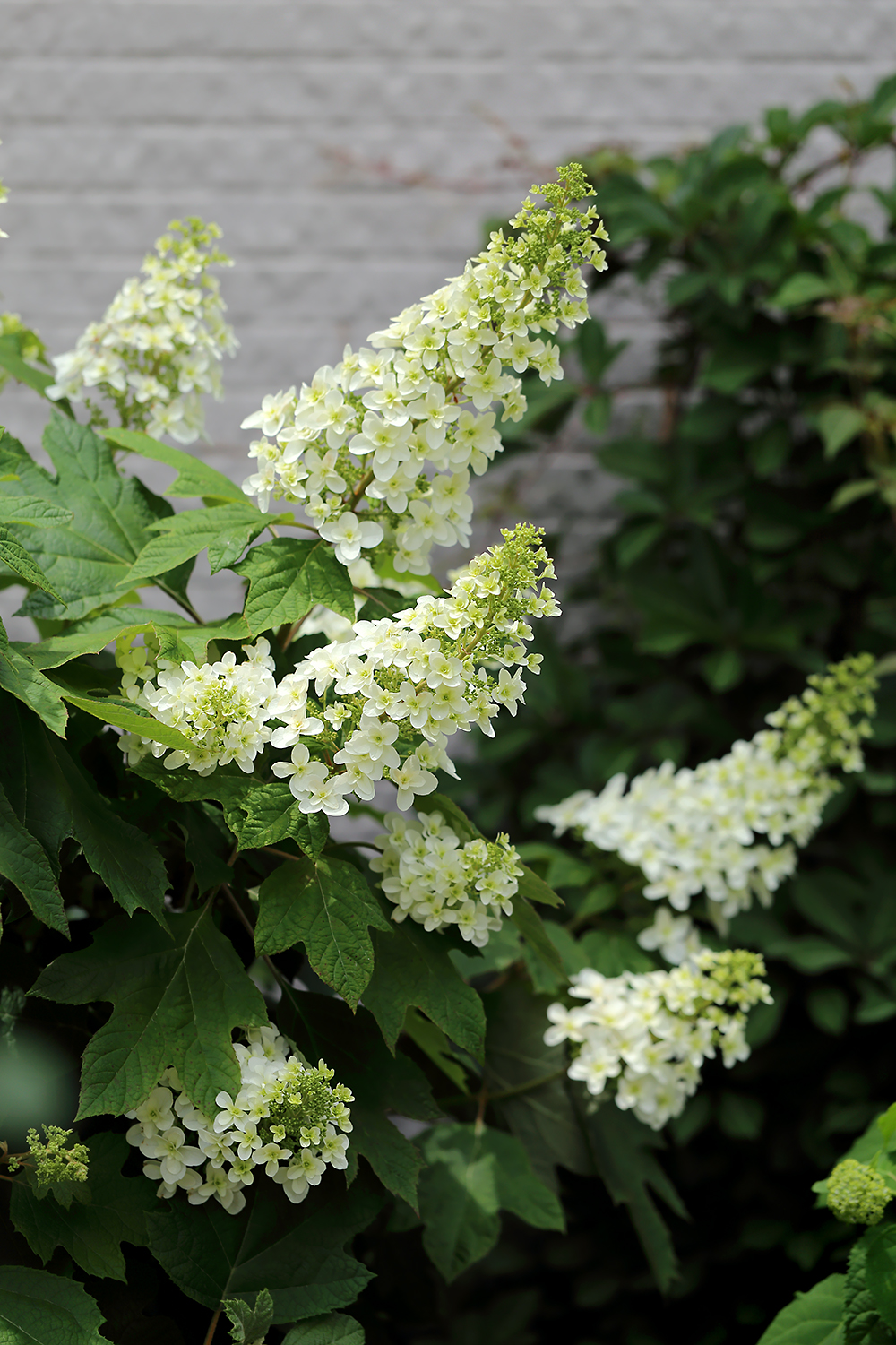柏葉紫陽花 カシワバアジサイ スノーフレーク 紫陽花