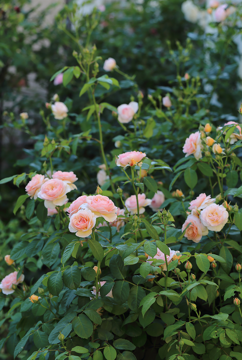 スィートジュリエット　薔薇　バラ　イングリッシュローズ　DA　ER