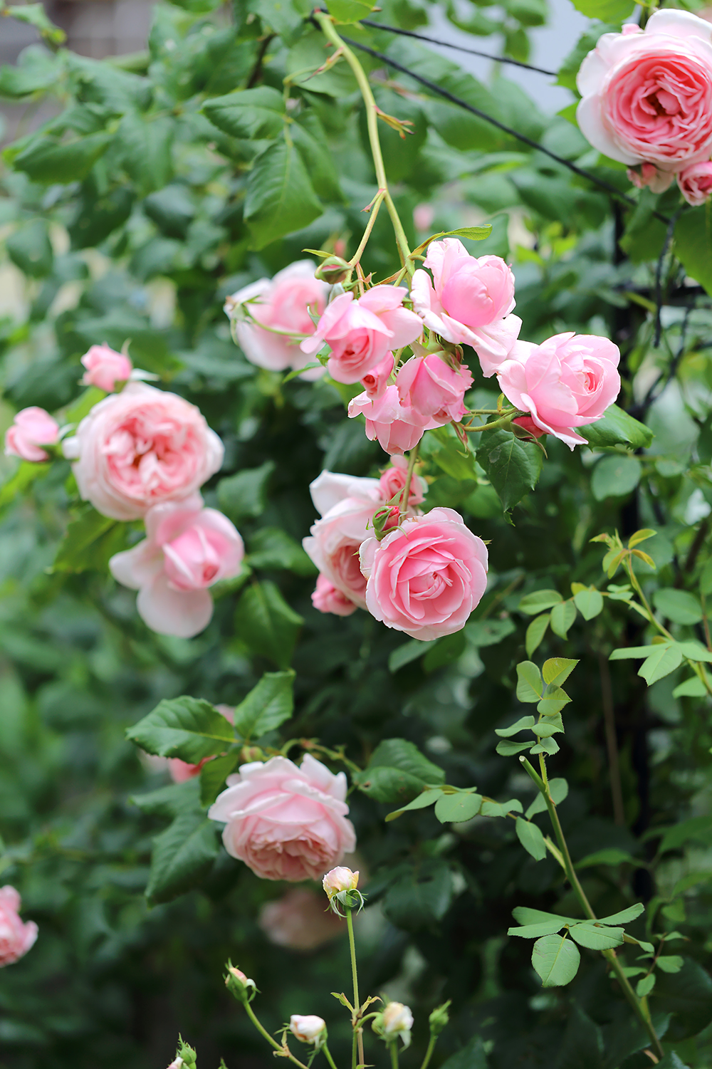 小庭のようす 香水の薔薇ナエマと白くこぼれ咲くスタージャスミン 暮らしの塩梅
