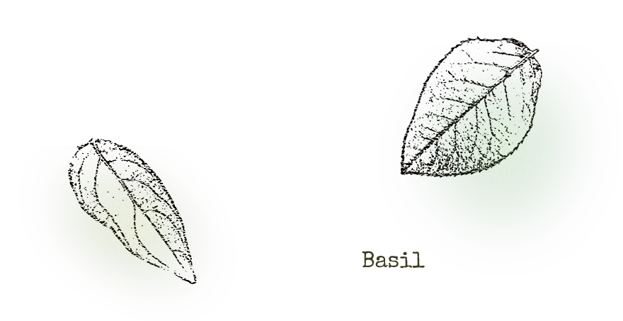 バジル イメージ
