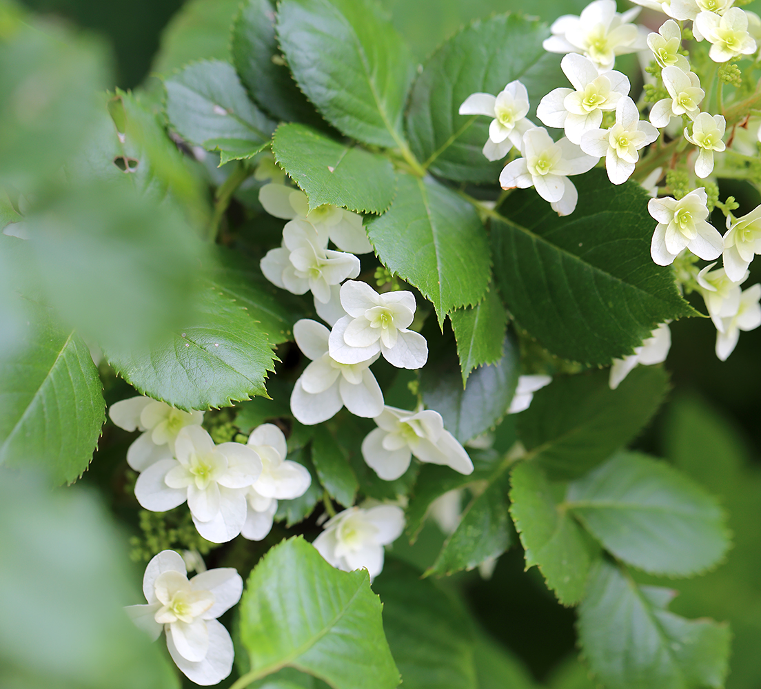 柏葉紫陽花 カシワバアジサイ スノーフレーク 紫陽花
