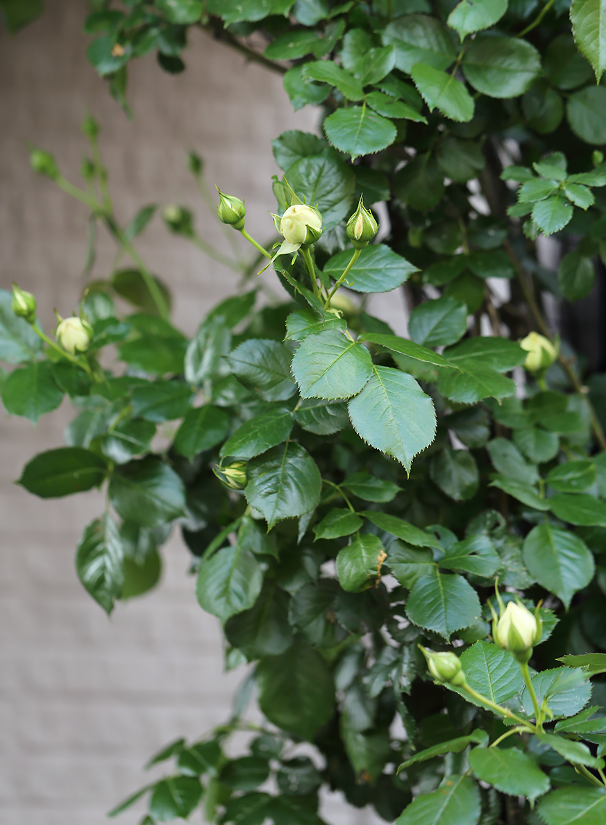 ブラン・ピエール・ドゥ・ロンサール　薔薇　バラ　京成　バラの殿堂