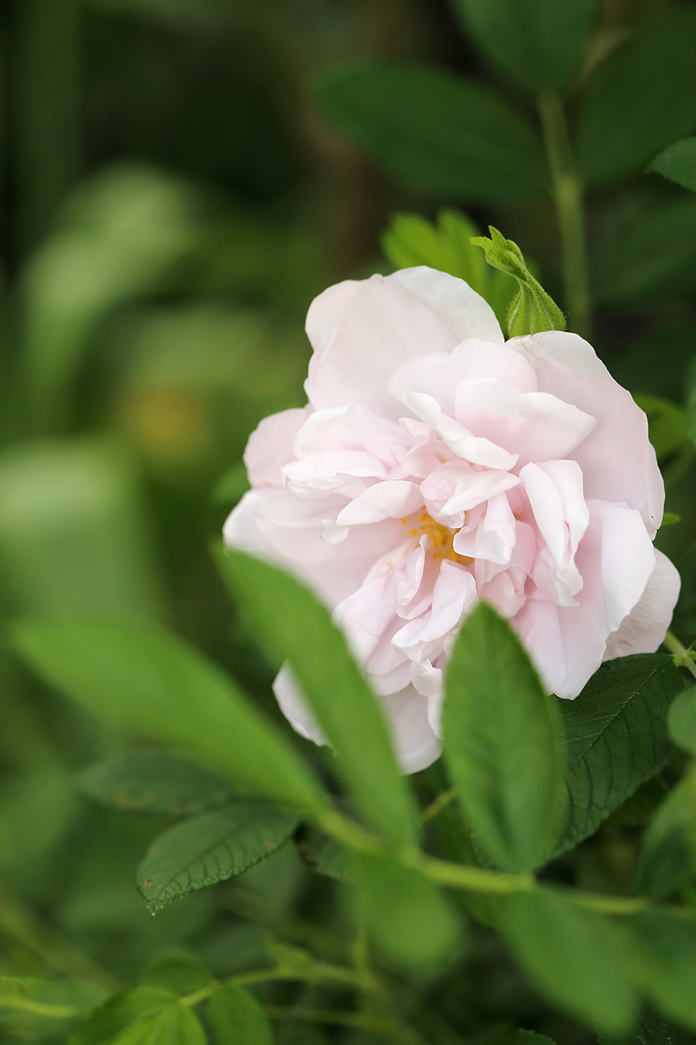 スノーペイブメント　シュネーコッペ　ハイブリッドルゴサ　芳香