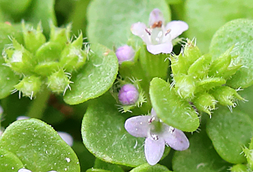 4.テトラゴナナッツ　フレッシュ生花　ユーカリ 4.テトラゴナナッツ フレッシュ生花 ユーカリ 4.テトラゴナナッツ