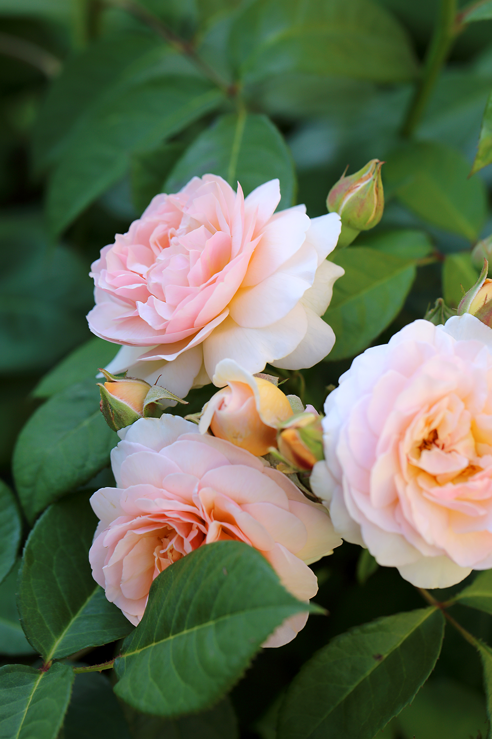 スィートジュリエット　薔薇　バラ　イングリッシュローズ　DA　ER