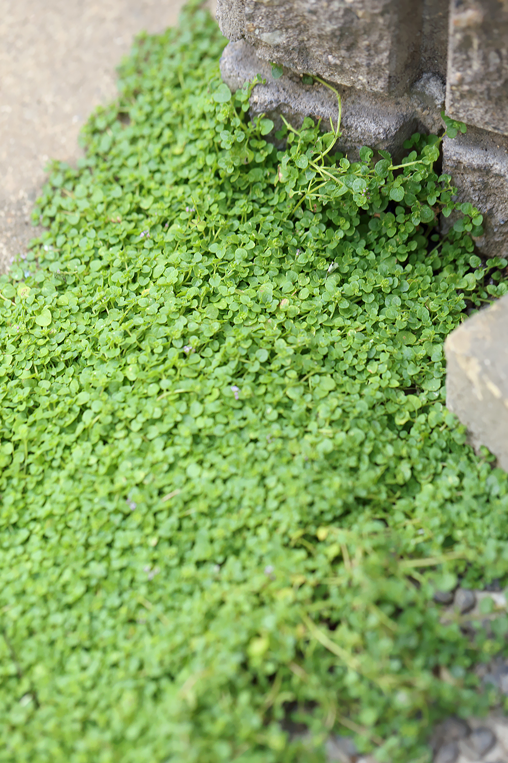 コルシカミント　極小　