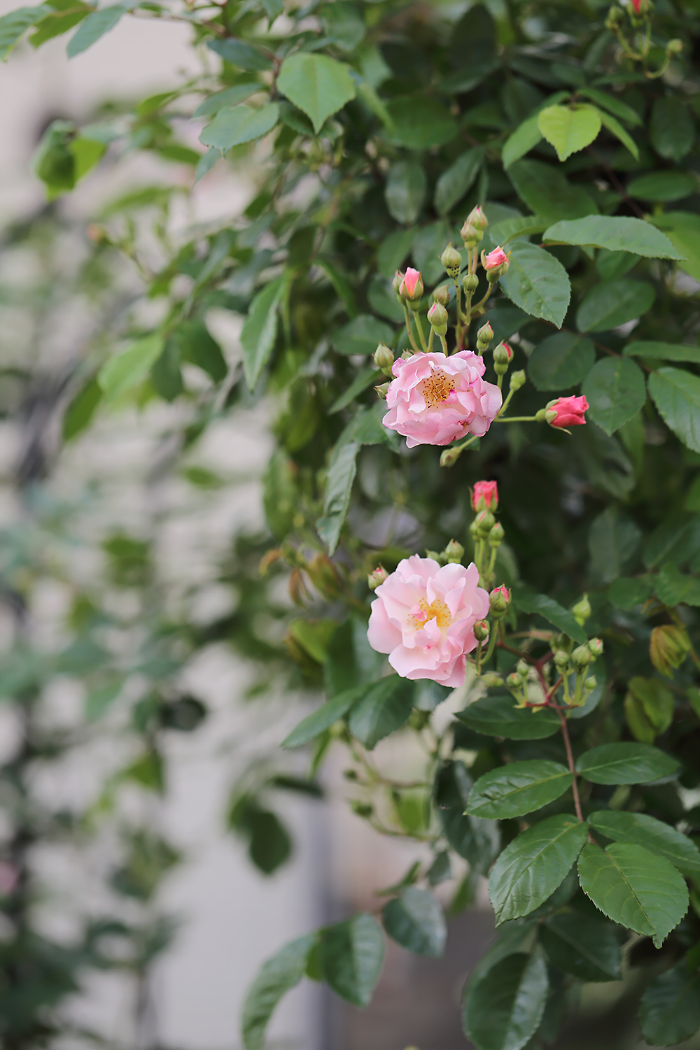 薔薇　バラ　コーネリア　蔓バラ　つるバラ