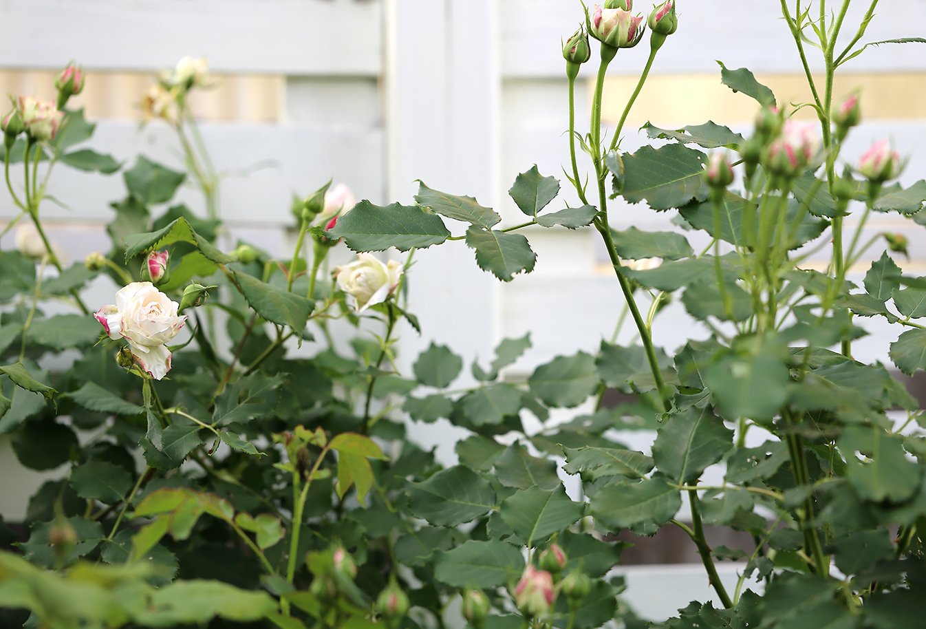 ブル・ド・ネージュ　ブール・ド・ネージュ　つるばら