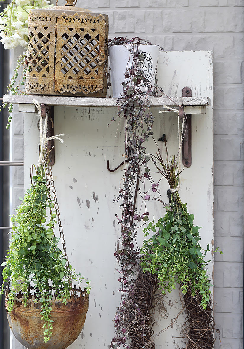 オレガノ　ディングルフェアリー　ケントビューティー　ドライ