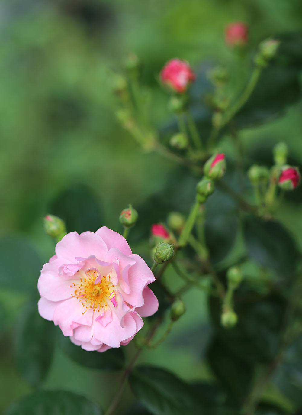 薔薇　バラ　コーネリア　蔓バラ　つるバラ
