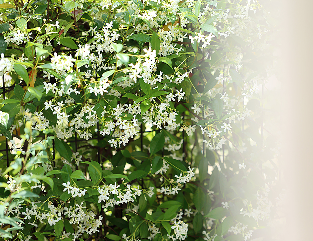 スタージャスミン トウテイカカズラ テイカカズラ 生垣 満開