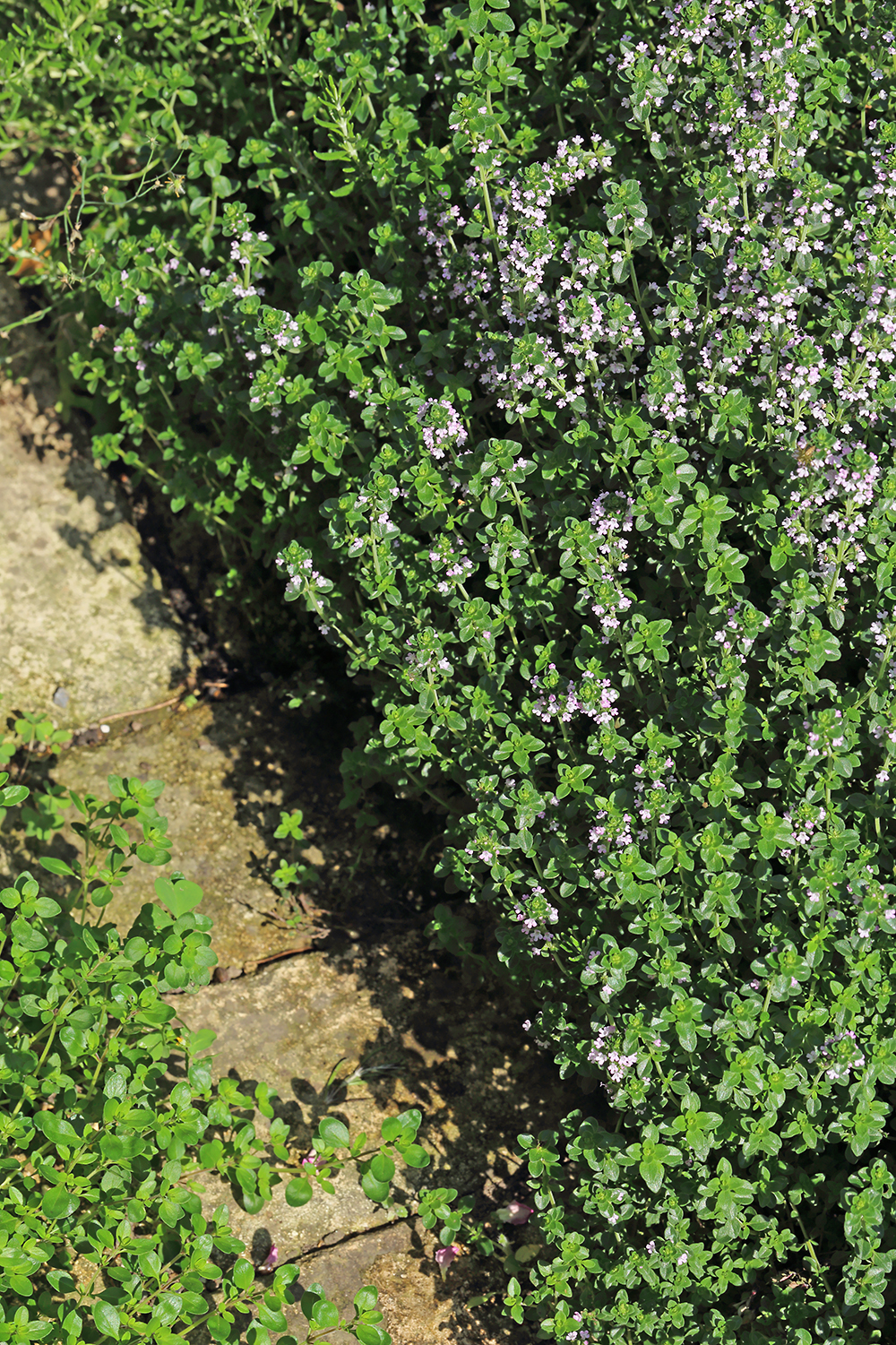 ゴールデンレモンタイム　クリーピングタイム