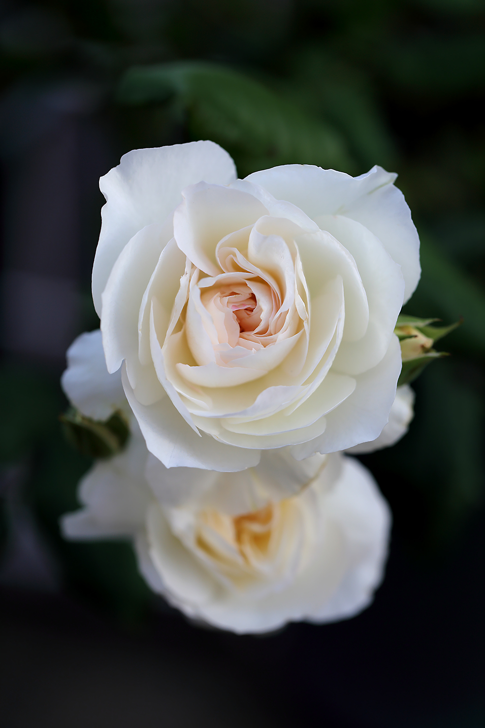 薔薇　バラ　しずく　京阪園芸