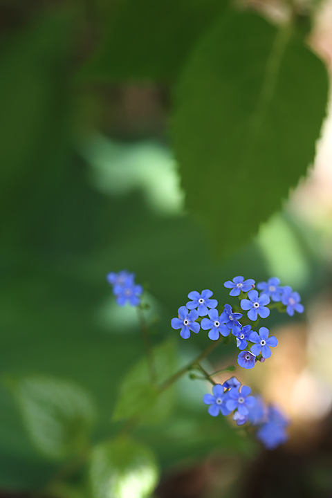ブルンネラ ブルネラ キングスランサム キングスラム