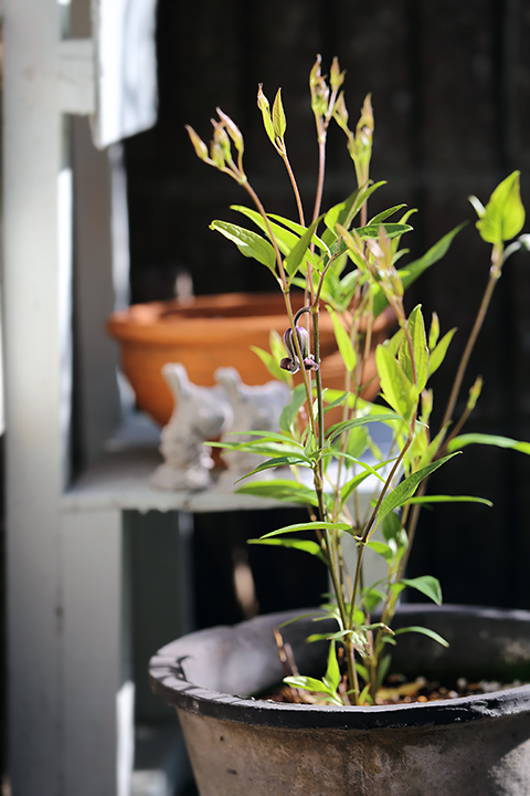 クレマチス　ヴィオルナ系　紫の上　モスポット　ガーデニング