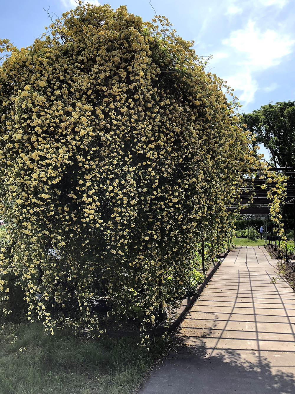 京都府立植物園　黄木香薔薇　黄モッコウバラ　蔓バラ　北山