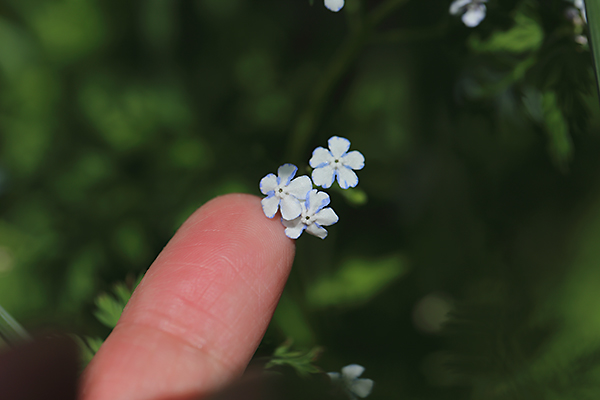 ブルンネラ ブルネラ スターリーアイ スターリーアイズ