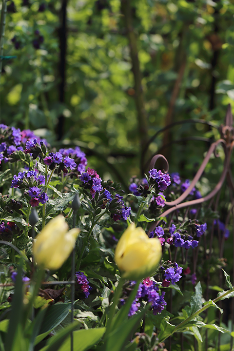 プルモナリア　シルベラード