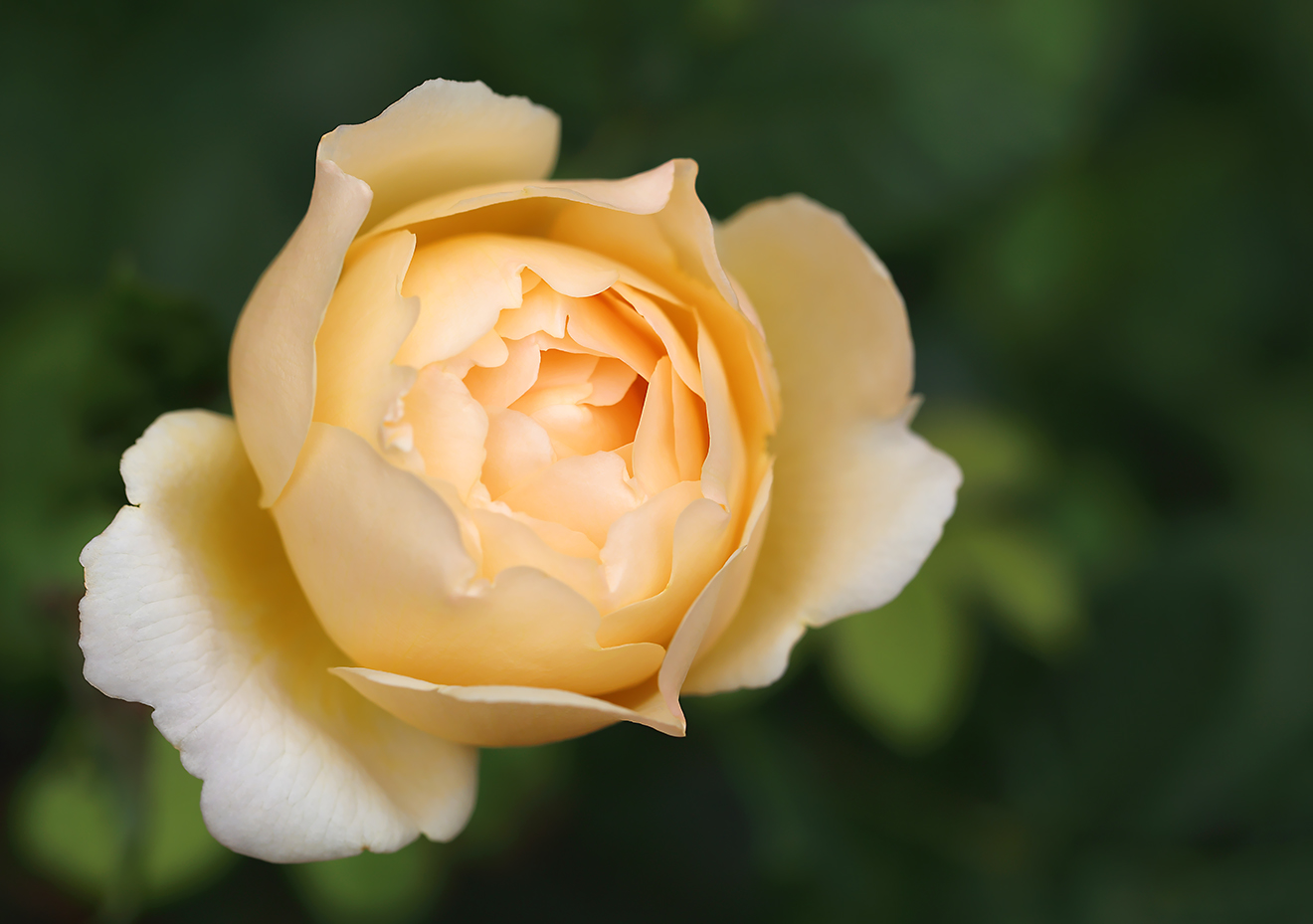 ウォラトンオールドホール　イングリッシュローズ　バラ　ER　薔薇